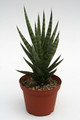 sansevieria franciscii 5709
