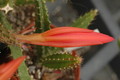 aporocactus gillian 1052