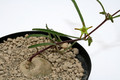 brachystelma praelongum 6920