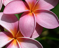 plumeria dunkelrosa gelb zipflig