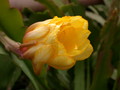 eh chiba lovely dawn 5653 551