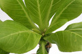 brighannia insignis 0329