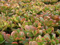 crassula portulacea summer rainbow 01