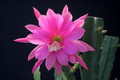 eh crenatus guedenay 125 4668