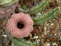huernia histopii dp4741 01