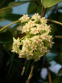 hoya parasitica citrina 0168 01