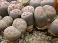 lithops karasmontana 03