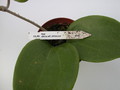 hoya citrina ipps1114 1427