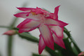 schlumbergera bristol rose 02