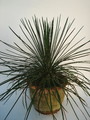 agave geminiflora 3