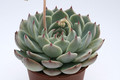 echeveria colorata 7946