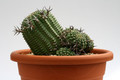 euphorbia stellaspina gross 9518