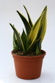 sanseveria spec 3499
