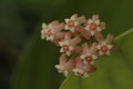 hoya sp bogar 03