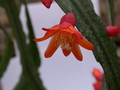 lepismium monacanthum espinosum wk02 9308