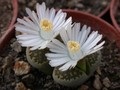 lithops viletii deboeri7