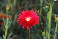 lampranthus rot 01