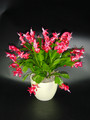 schlumbergera zaraika