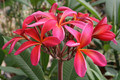 plumeria cv rosa bluete 3236