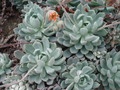 echeveria howeyi 07