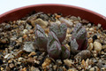conophytum tantillum helenae rr1635 2778