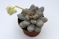 pachyphytum oviverum 7537