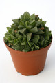 haworthia pygmaea 7269