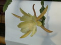 eh maienglueck 414 65