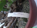 eh tk 0501 213