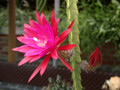 aporocactus maik paetz 02