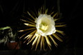 selenicereus coniflorus 1370