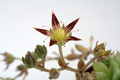 graptopetalum macdougallii 9237