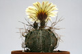 astrophytum capricorne minor sierra chiffron 9828