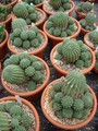 euphorbia stellaespina 1123