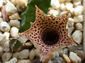 huernia campanulata es3546 01