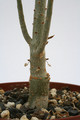 euphorbia balsamifera 0611