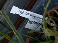 lepismium warmingianum 8978