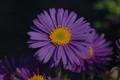 aster alpinus dunkle schoene 01