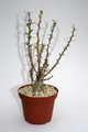 idria columnaris 4015