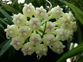 hoya pachyclada 7092 02