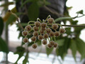 hoya micrantha2