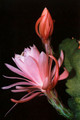 eh crenatus haagei 5820 00