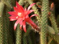 aporocactus mallisonii 9652