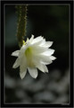 heliocereus speciosus amacamensis DAY5965 n