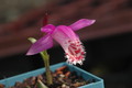 pleione limprichtii 1200