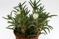 delosperma herbeum mg1475 84 9246