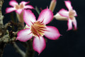 adenium somalense 08