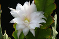 eh lena paetz 1170 0058