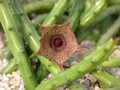 huernia leachii