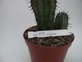 euphorbia horrida noorsveldensis 1337